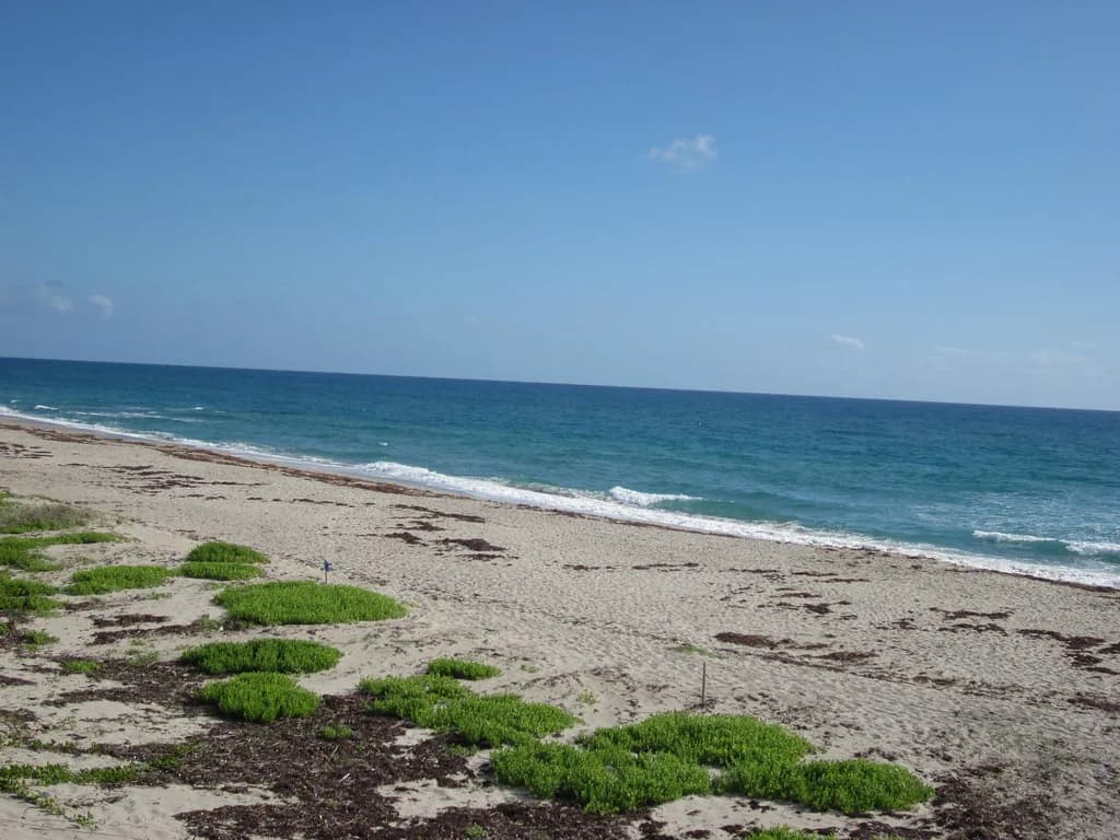 Palm Beach Snorkeling Tours: Pick the Best Reef Trip