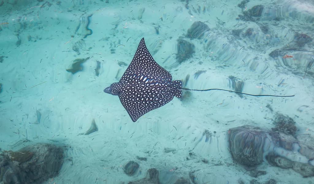 Paradise Island Snorkeling: Cove Beach, Boat Trips and the Ruins Lagoon