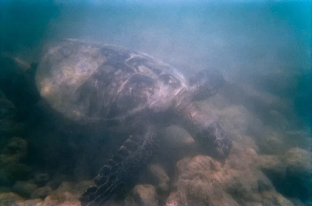 Pawai Bay Snorkeling: Boat-Access Turtles and Calm Water