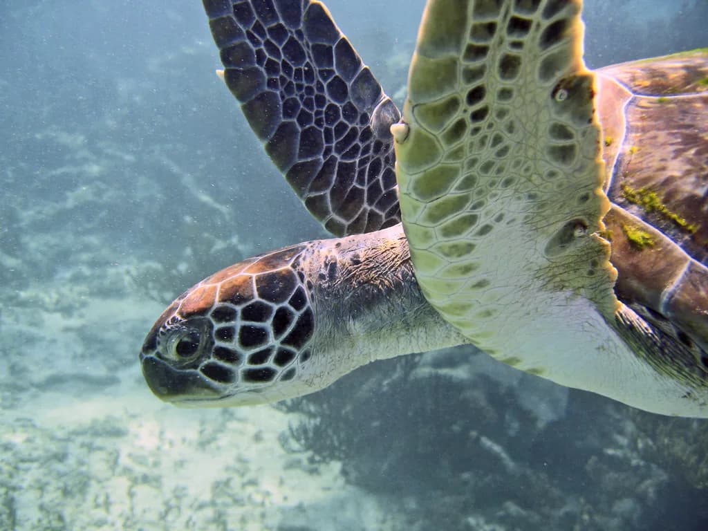 Snorkeling in Playa del Carmen: Reefs, Turtles and Cenotes