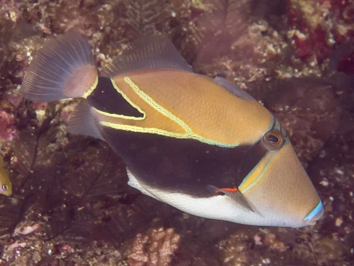 Reef Triggerfish: Meet Hawaii's Humuhumunukunukuapua'a