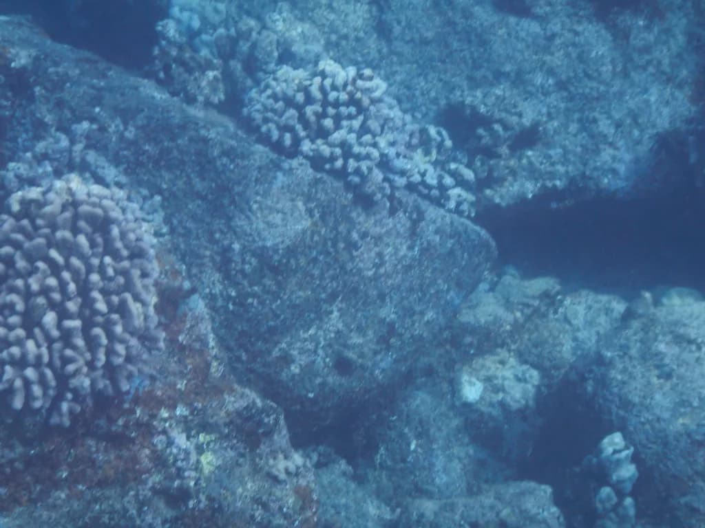 River Snorkeling: Learn to Snorkel in Moving Water