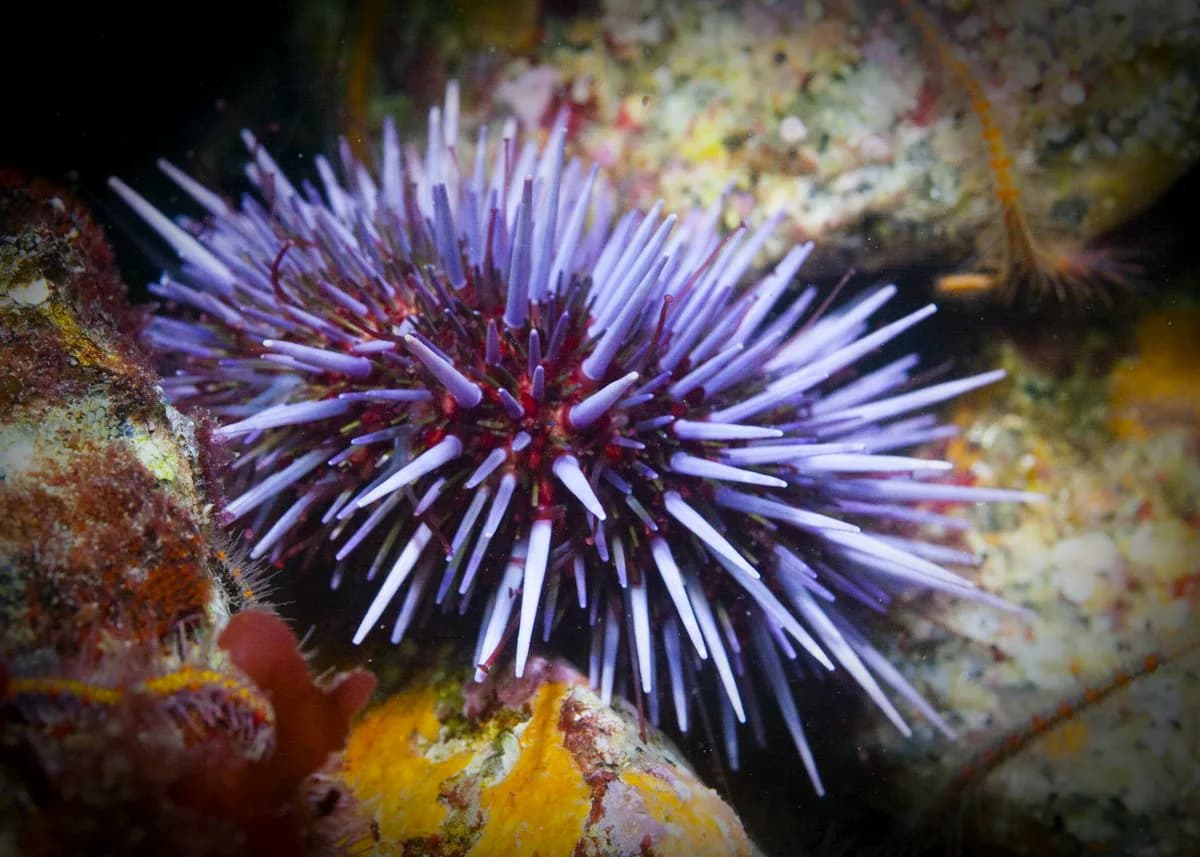 San Carlos Beach Snorkeling: Monterey Breakwater Guide