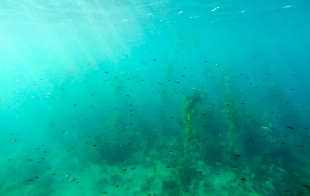 Santa Rosa Island Snorkeling: What to Expect Before You Go
