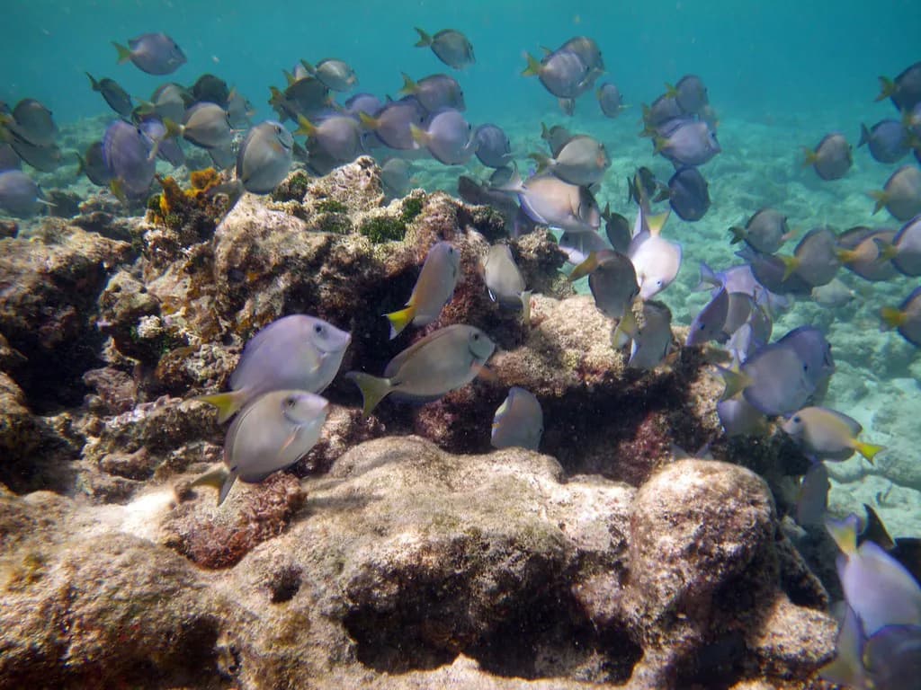 Snorkeling in Sapphire Beach St. Thomas: Reef & Entry Guide