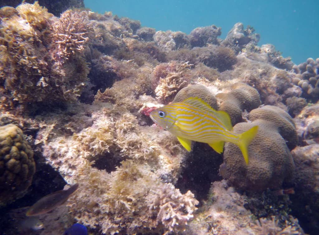 Secret Harbour Snorkeling, St. Thomas: Entry, Reef and Tips