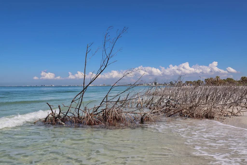 Shell Key Snorkeling: How to Get There and What You'll See