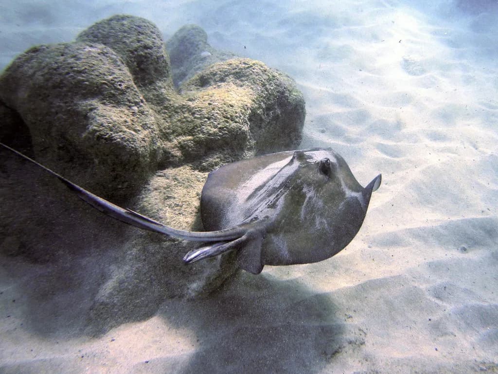 Shoys Beach, St. Croix: Snorkeling, Access and Parking Guide