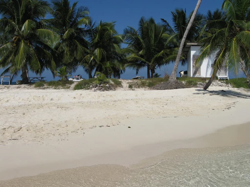 Silk Cayes Snorkeling: Reef, Turtles and How the Day Trip Works