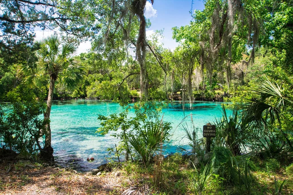 Silver Glen Springs Snorkeling: Entry, Depth and What You'll See