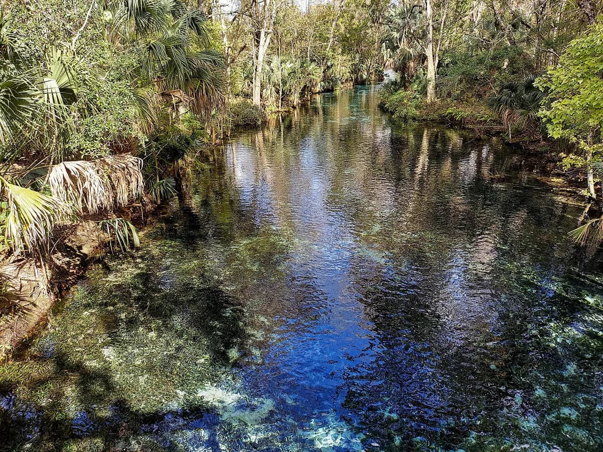Silver Springs Snorkeling: Silver Glen Springs Guide