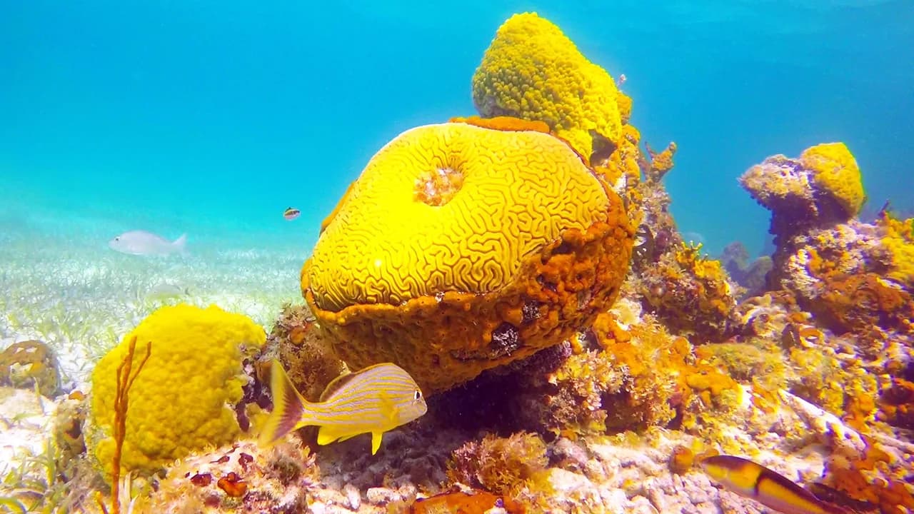 Smith's Reef Snorkeling: Shore Entry, Marine Life and Tips