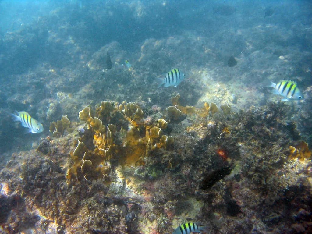 Snorkel Vest Guide: How to Choose Flotation for Snorkeling