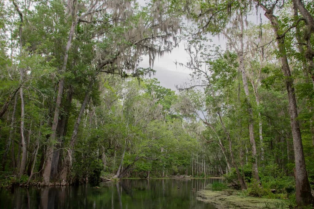 Orlando Snorkeling: Florida Springs Day Trip Choices