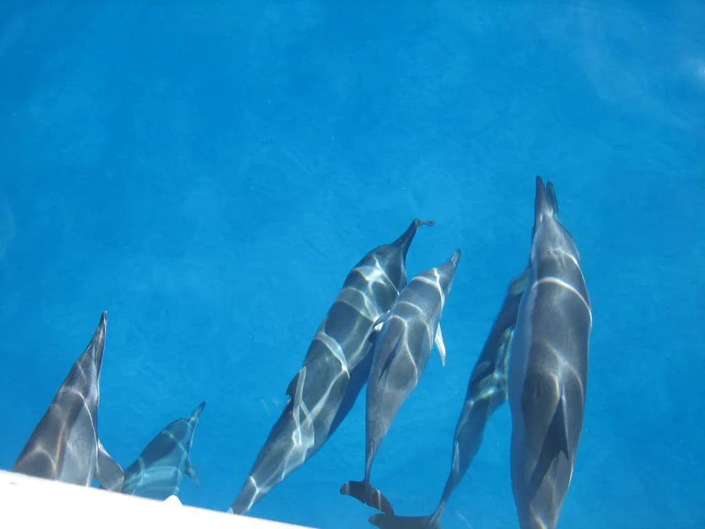 Diving vs Snorkeling: Depth, Cost, and Skill Compared