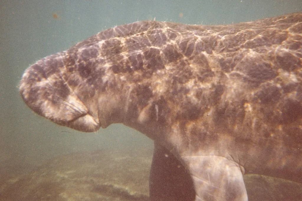 Snorkeling With Manatees in Florida: Crystal River Guide