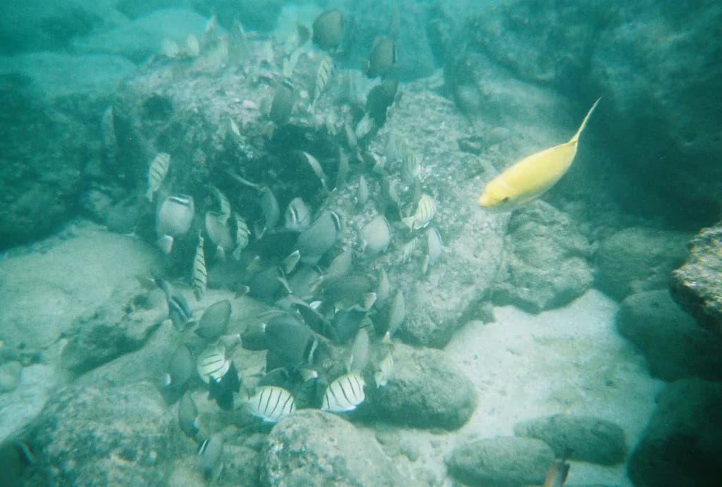 Snorkeling With Sharks: What to Expect and Who It Suits