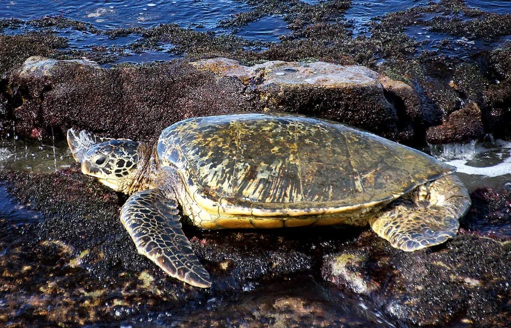 Snorkeling With Turtles: Marine Life Guide for Planning