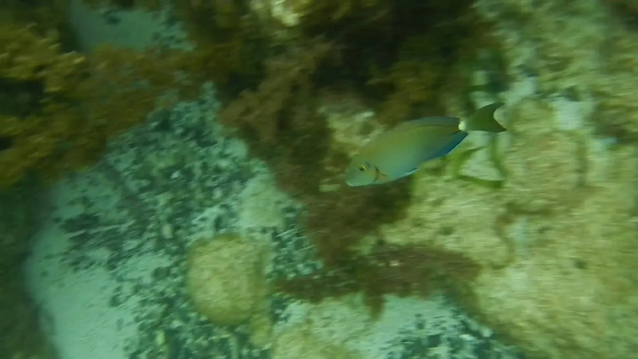 Snorkeling in St. Maarten: Reefs, Turtles and Boat Days