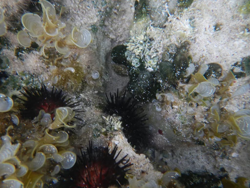 St. Maarten Snorkeling Tours: Which Trip Fits Your Day
