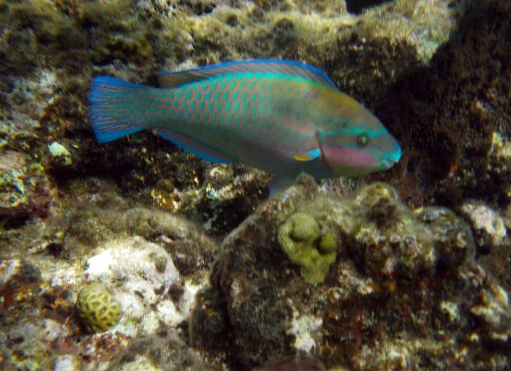 Snorkel Rental St. Thomas: Costs, Pickup & What's Included