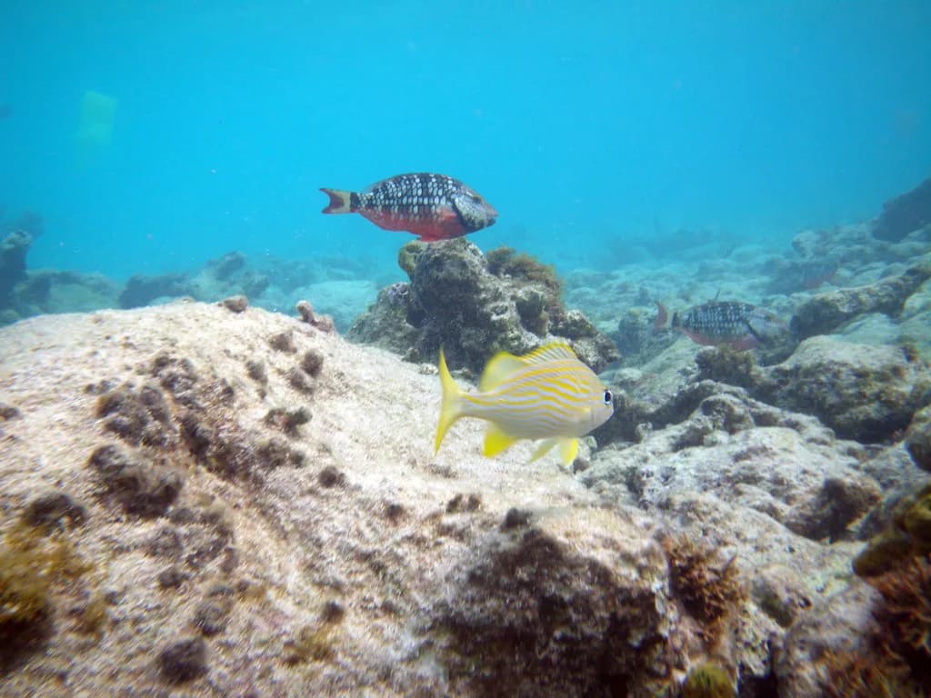 Snorkeling in St. Thomas: Best Shore Spots and Boat Reefs