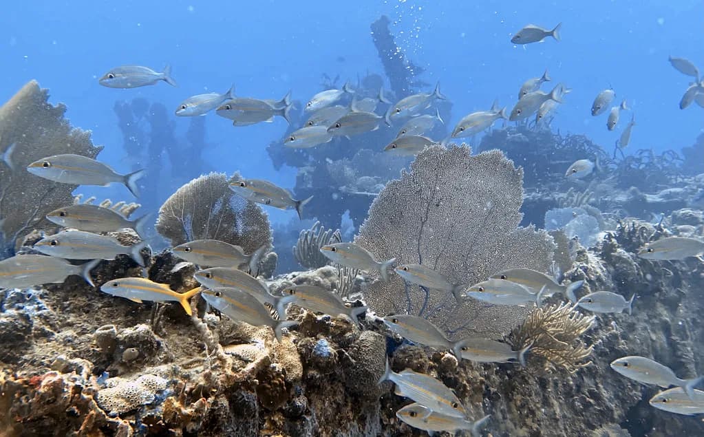 St. Thomas Snorkeling Tours: Which Trip Fits Your Day