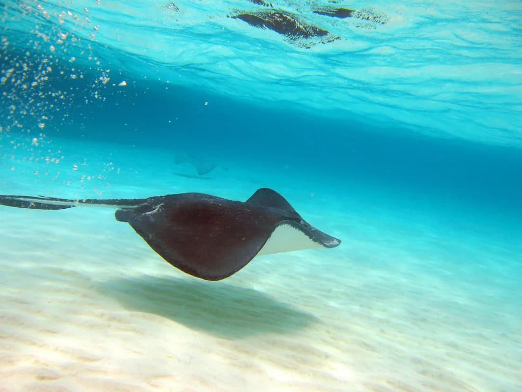 Stingray Snorkeling: Where to Go and How to Act Around Them