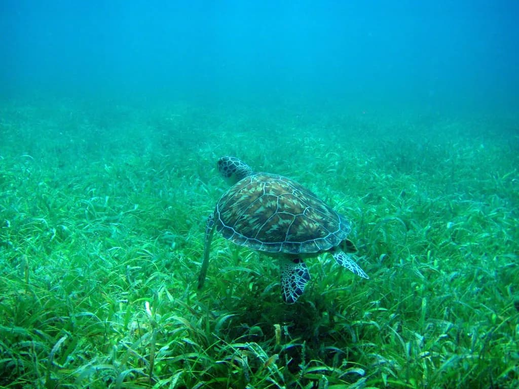 Tamarindo Beach, Culebra: Snorkeling Guide for All Skill Levels