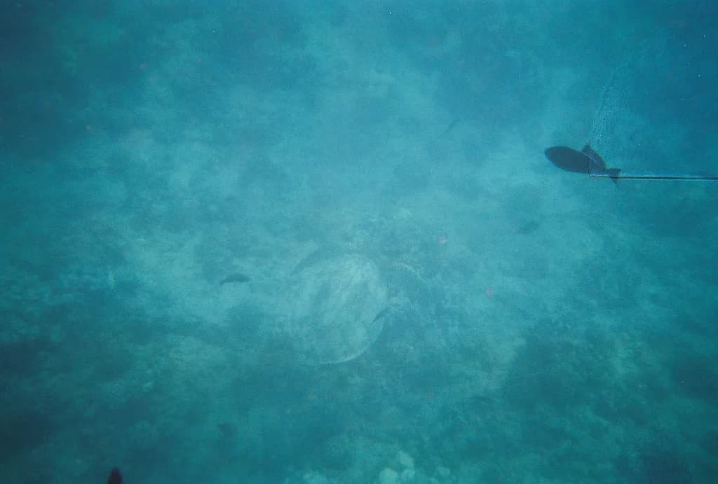 Three Tables Snorkeling, Oahu: Entry, Reef and When to Go
