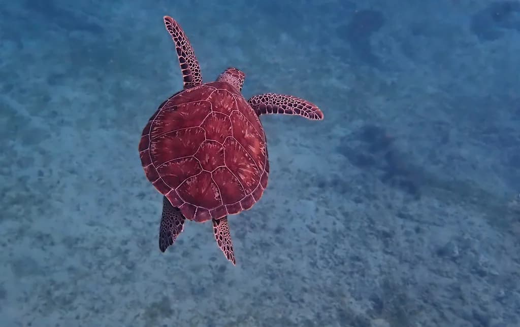 Snorkeling in Tortola: BVI Reefs, Caves and Where to Swim