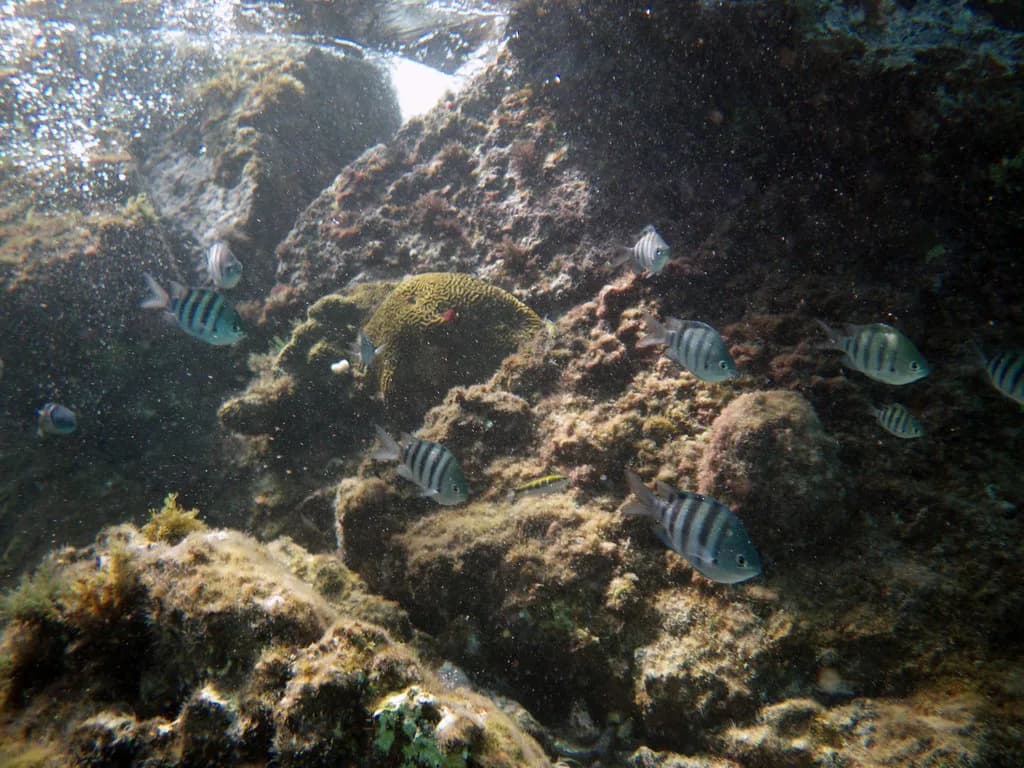 Turtle Cove, St. Thomas Snorkeling: Little Buck Island Guide