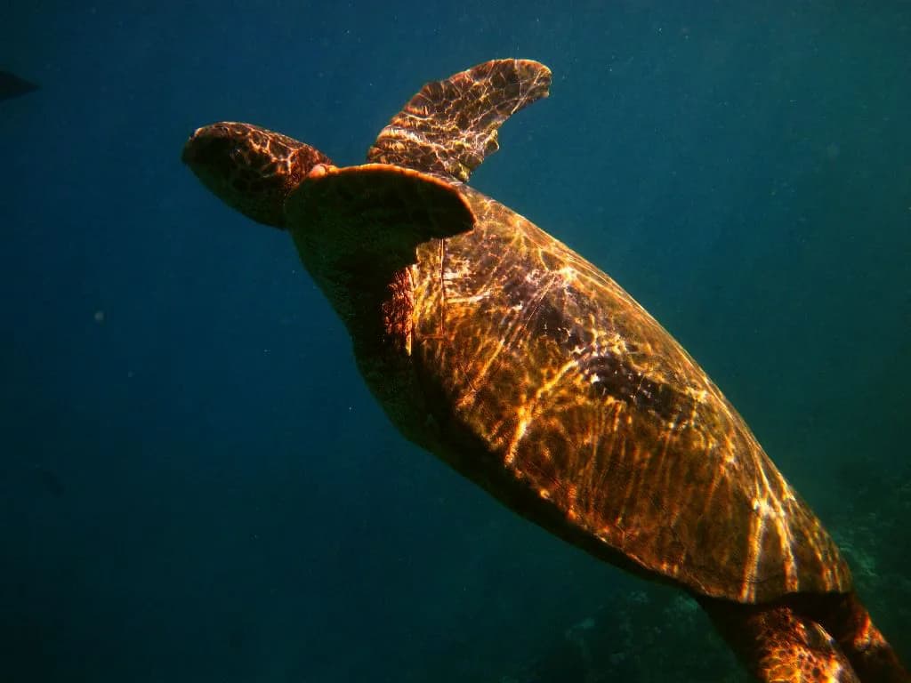 Turtle Town Maui Snorkeling: Entry, Reef and Best Time to Go