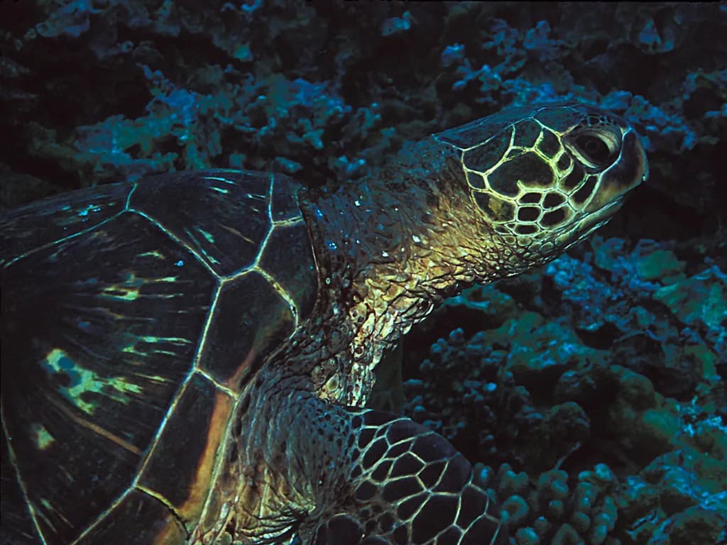 Ulua Beach Snorkeling: Wailea Reef Entry, Depth and Timing