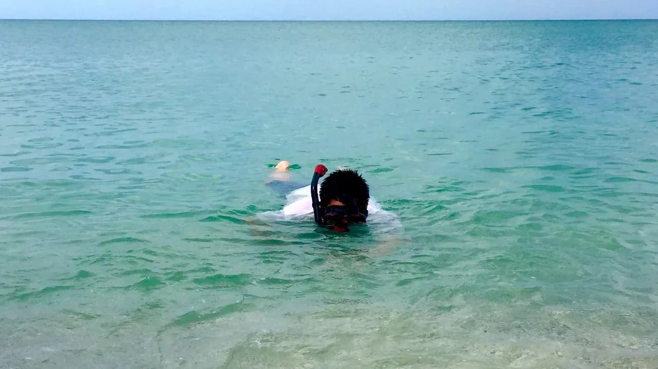Venice, Florida Snorkeling: Shark Tooth Beds and Gulf Reefs