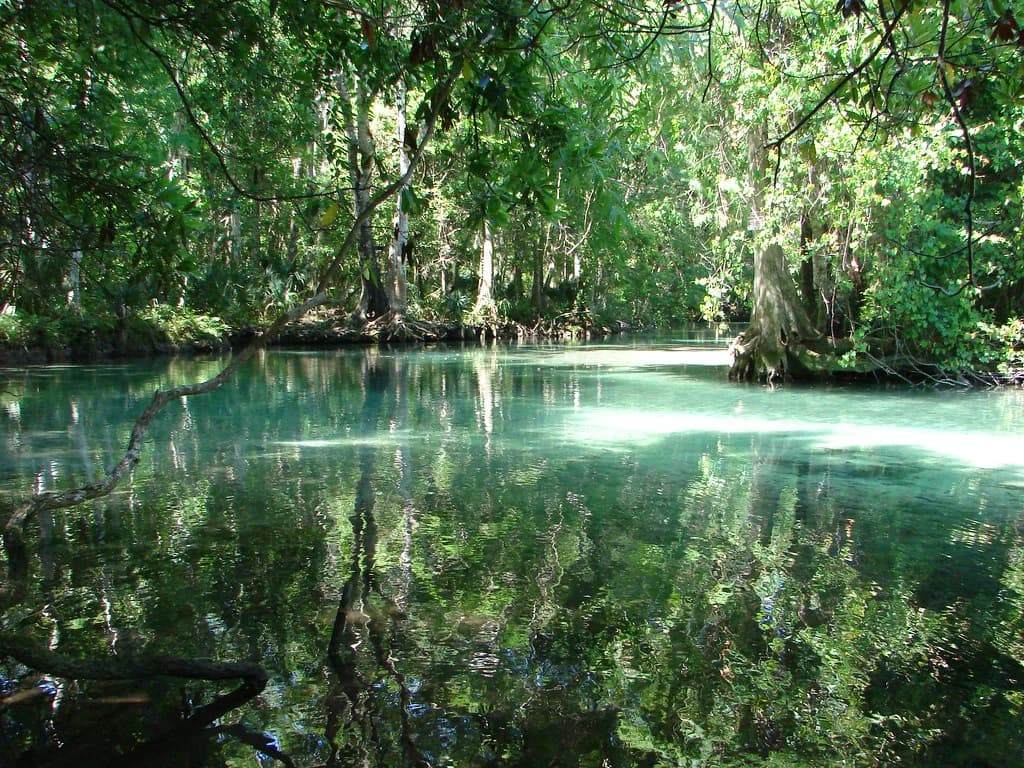 Weeki Wachee Snorkeling: River and Buccaneer Bay Guide