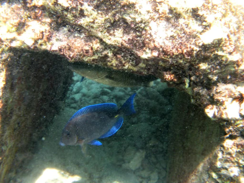 Xcaret Snorkeling: Underground Rivers, Inlets and What to Expect