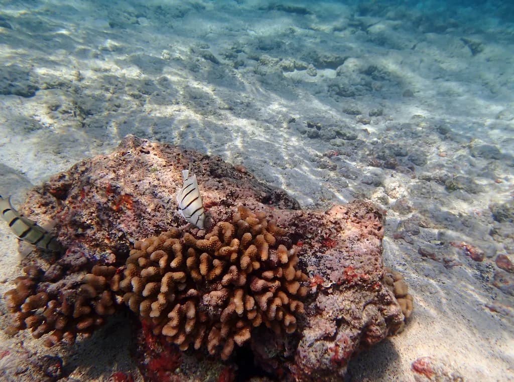 Kahaluʻu Beach Park Snorkeling: Entry, Turtles and Tips
