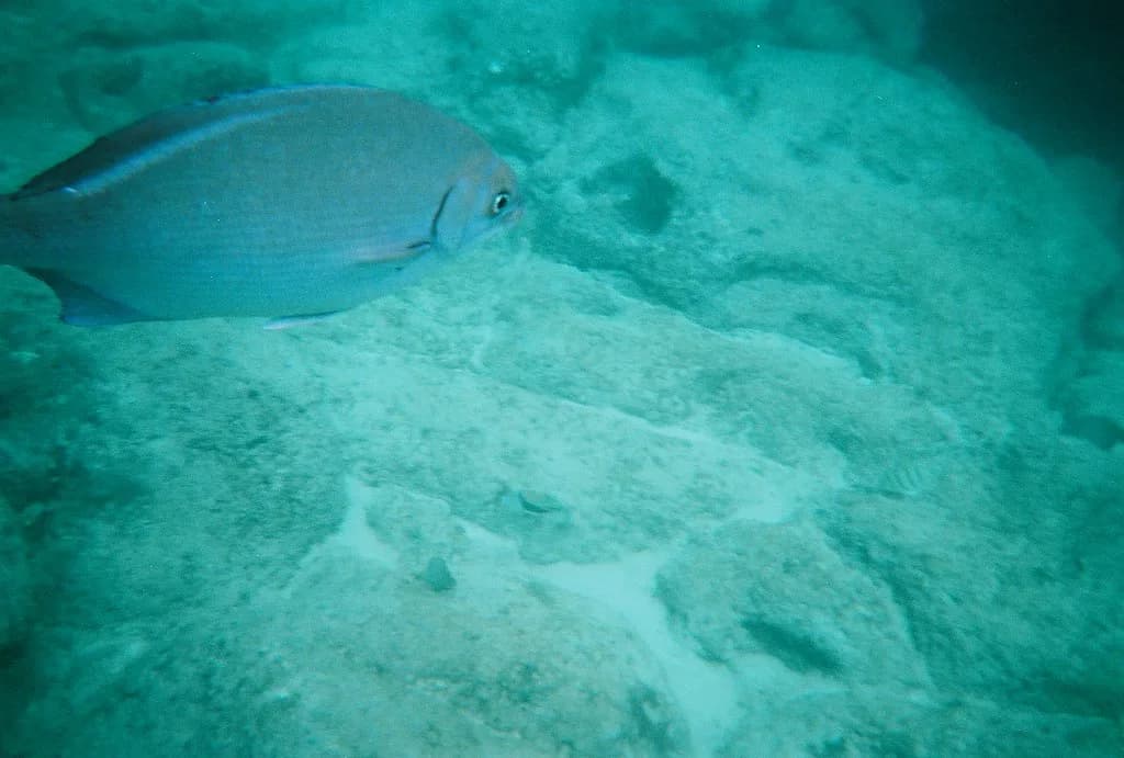 North Shore Oahu Snorkeling: Where to Go & Tips