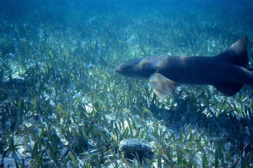 Shark Ray Alley Snorkeling in Belize: What to Expect