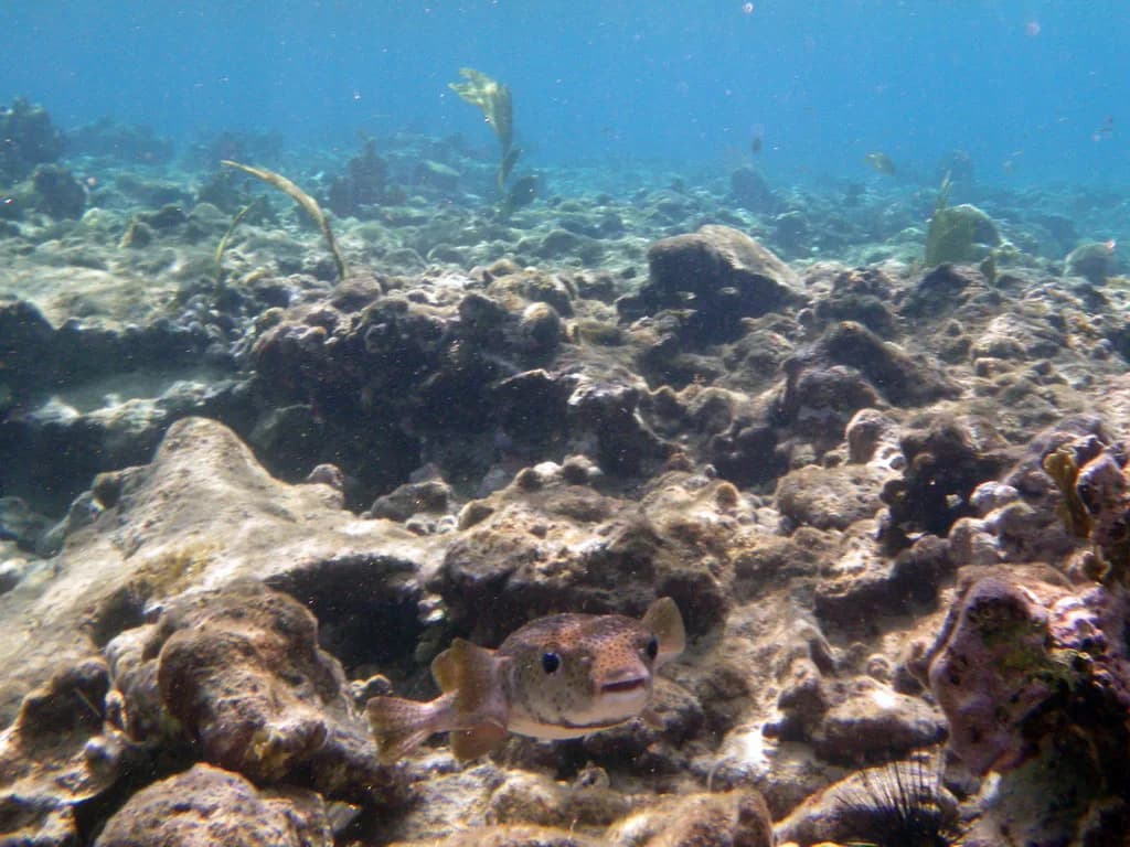 Snorkeling in St. Croix: Where to Go and What You'll See