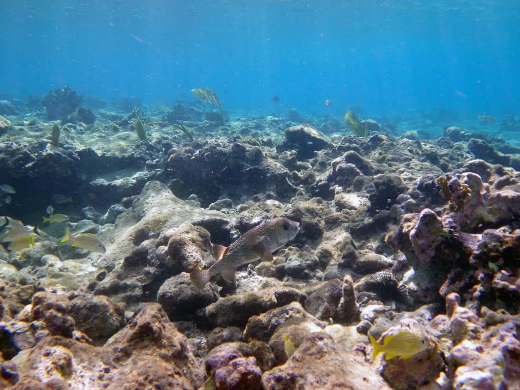 St. Croix Snorkeling Tours: Pick Your Best Buck Island Trip