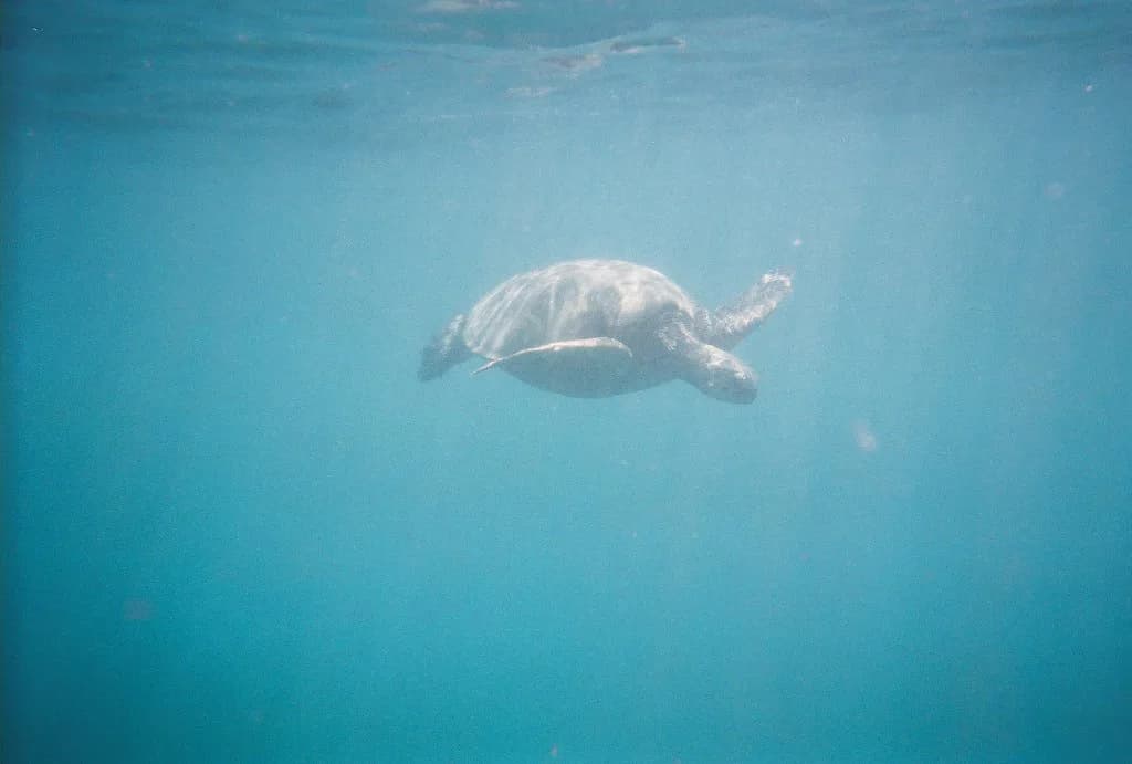 Turtle Canyon Snorkel, Oahu: Boat-Only Reef Guide