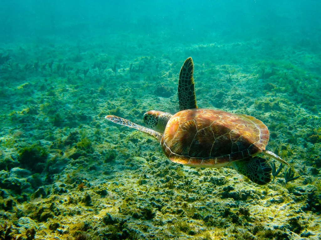 beauty, Playa del Carmen