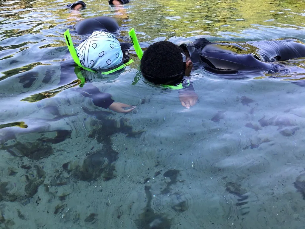 Snorkelers looking for fish and turtles at Alexander Springs, Ocala National Forest, Florida