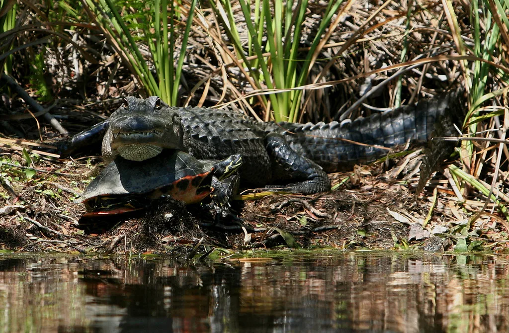 Alligator and turtle on the bank of Alexander Springs Creek, Florida