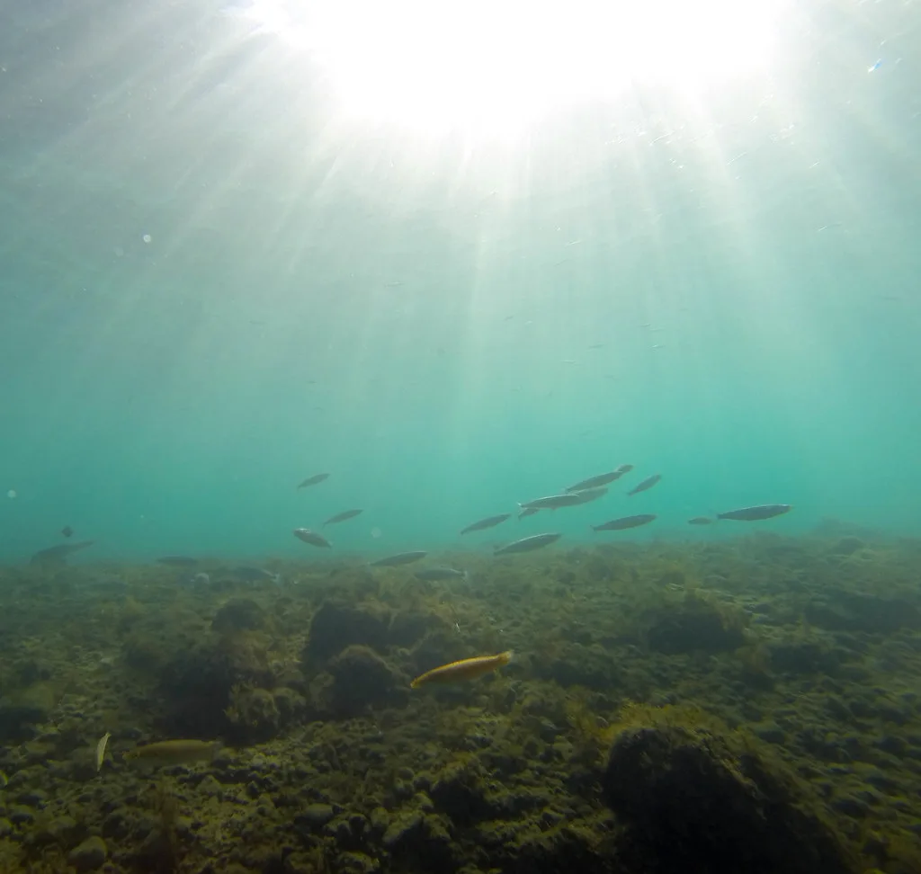 Channel Islands Snorkeling