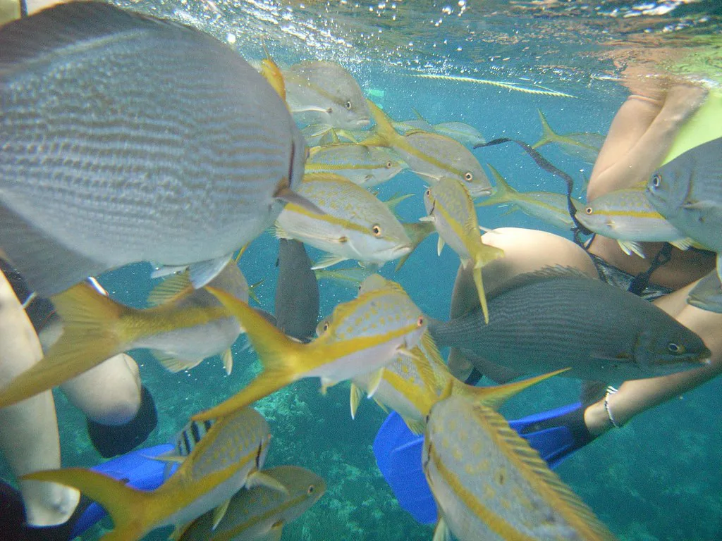 Yellowtail Snapper and Divers Snorkel Dive Bahamas July