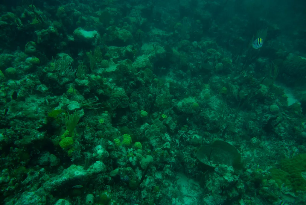 Snorkeling V, Bahamas