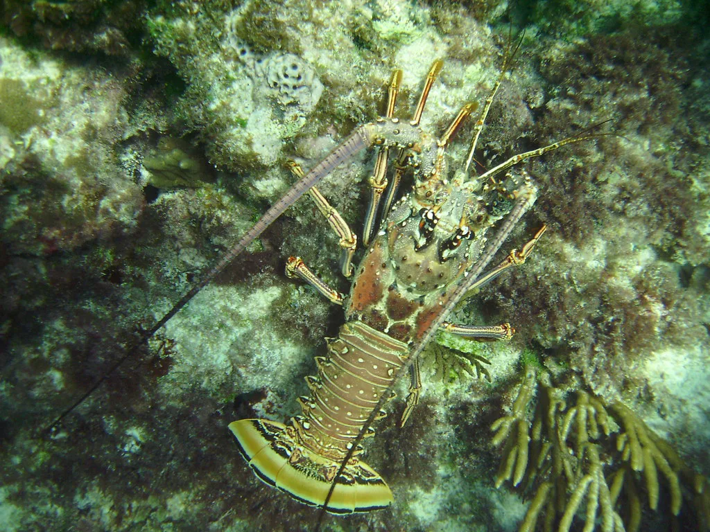 Anegada Lobster, Tortola